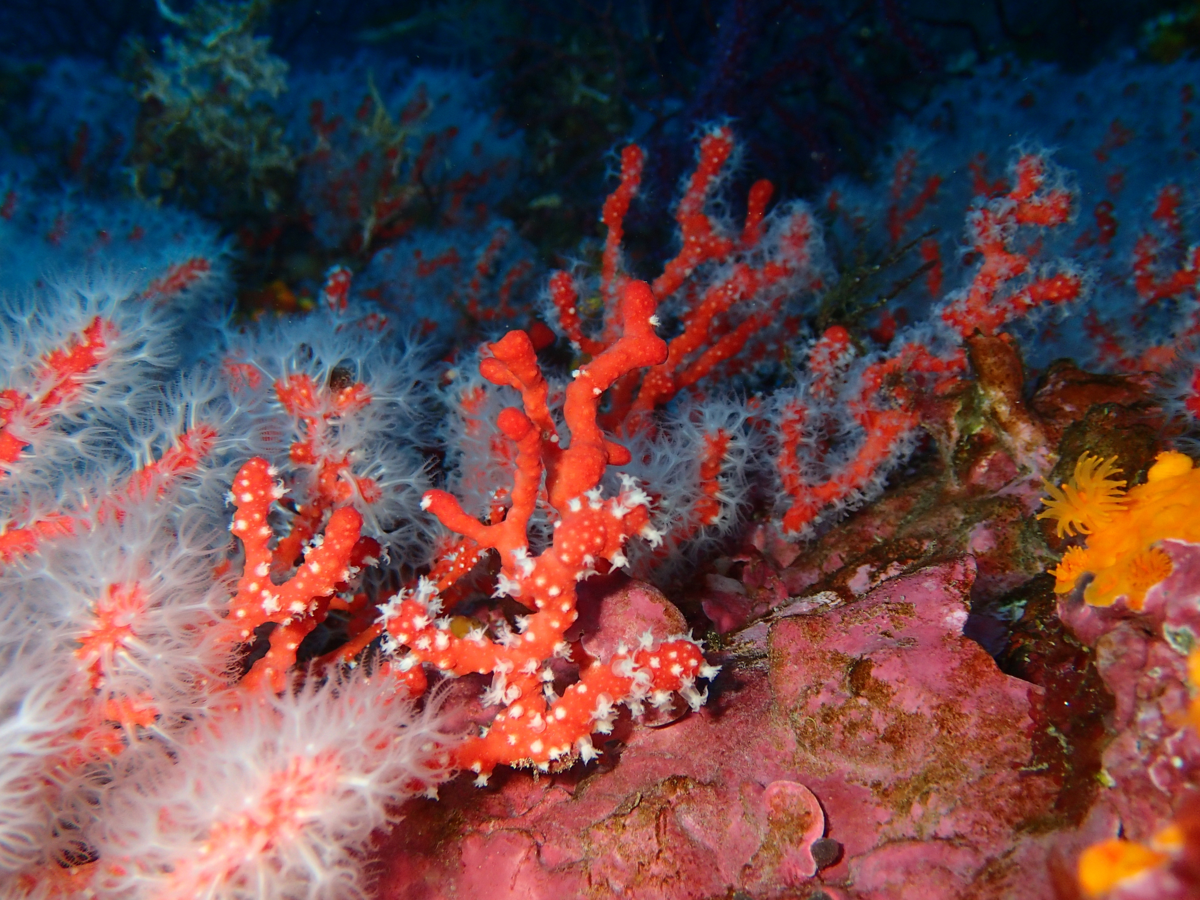 Habitat coralligène à Corail rouge Corallium rubrum 